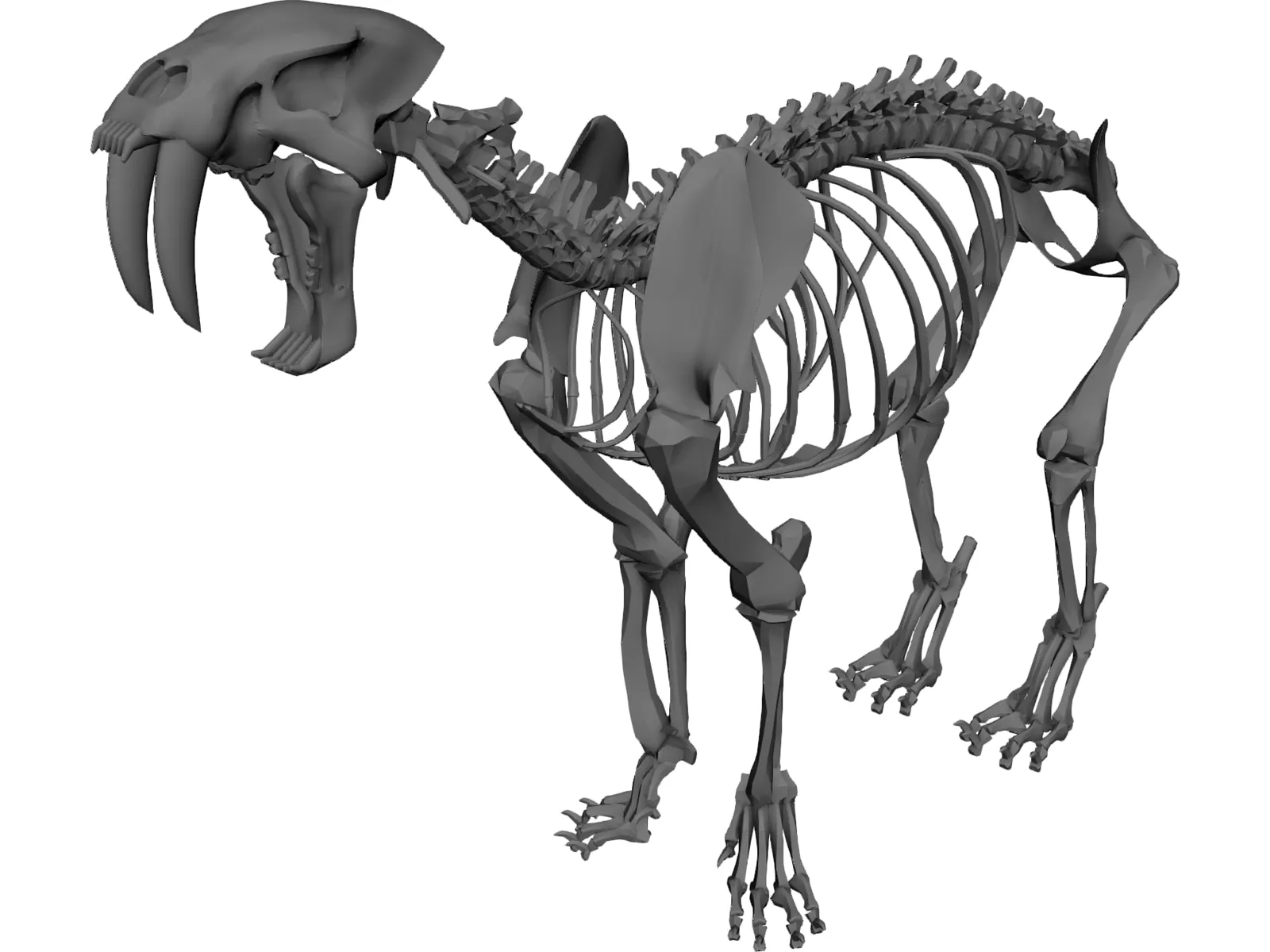 Tiger Saber Tooth Skeleton 3D Model