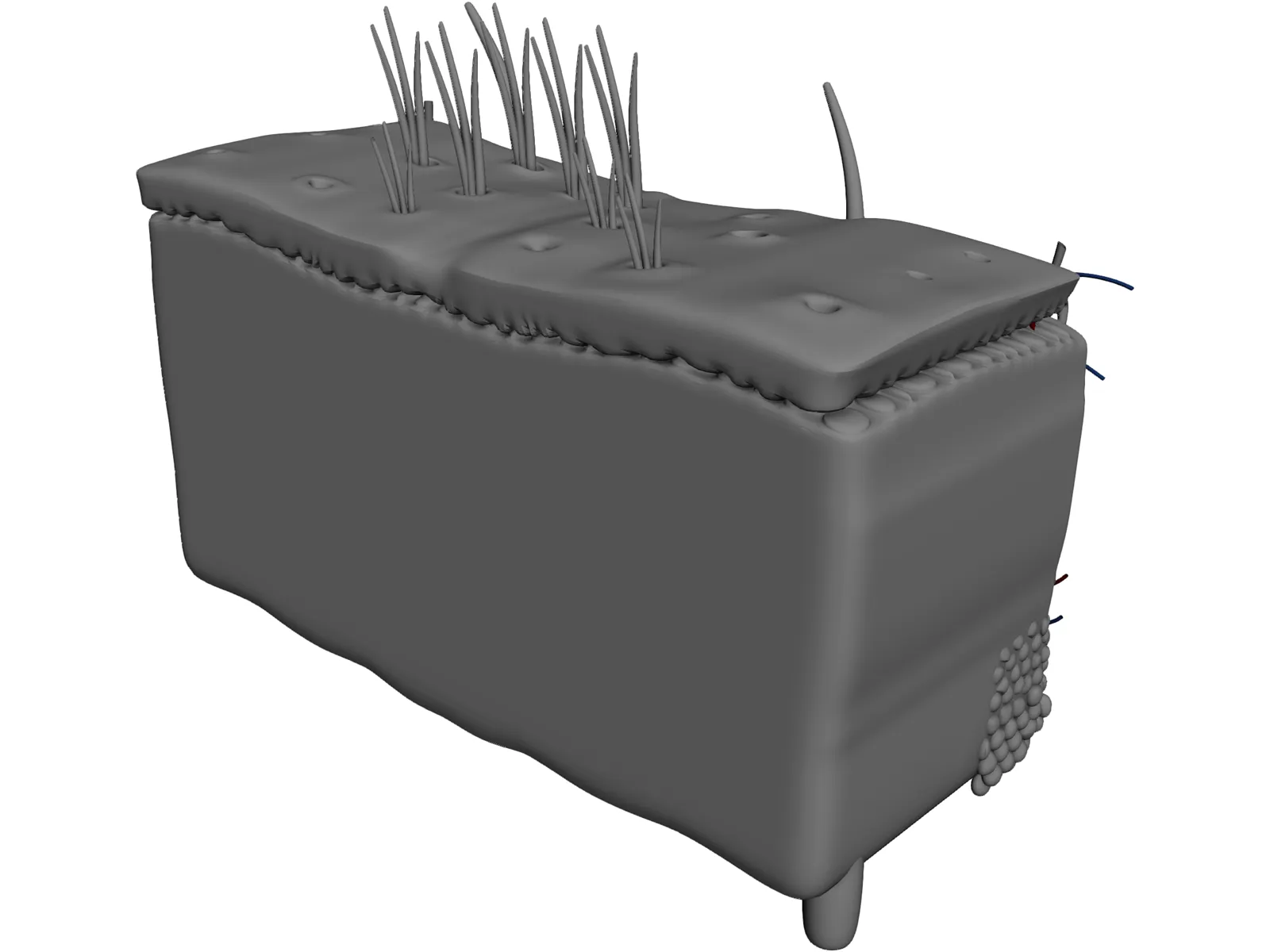 Skin Anatomy 3D Model