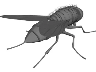 House Fly 3D Model