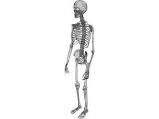 Skeleton Male 3D Model