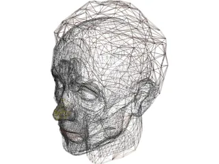 Face Muscles And Head 3D Model