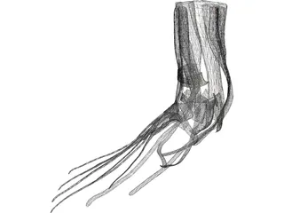 Foot Muscles 3D Model