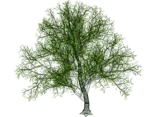 Lush Tree 3D Model