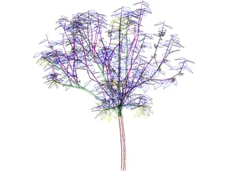 Apricot Tree 3D Model