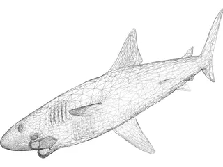 Shark Great White 3D Model