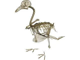 Pigeon Skeleton 3D Model