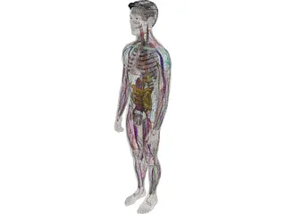 Human Male Complete Anatomy 3D Model
