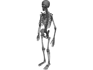 Skeleton Human Male 3D Model