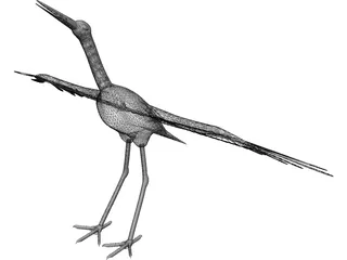 Ciconia Stork 3D Model