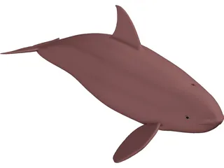 Whale Killer Female 3D Model