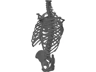 Torso Bone Male 3D Model