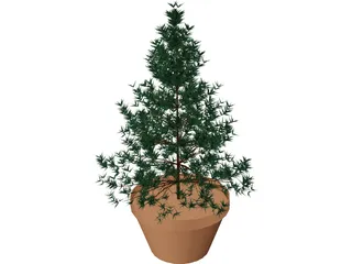 Potted Pine Tree 3D Model