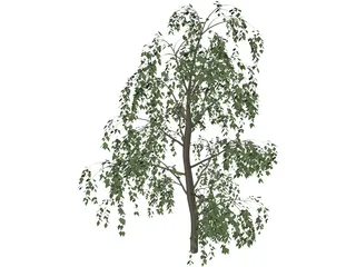 Birch Tree 3D Model