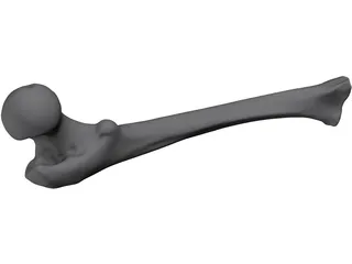 Femur Bone Man 3D Model