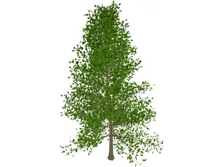 Black Tupelo (Nyssa Sylvatica) 3D Model