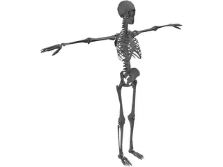 Skeleton 3D Model