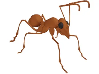 Ant 3D Model