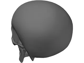 Skull 3D Model