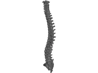 Vertebral Column 3D Model