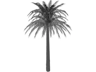 Tree Palm 3D Model
