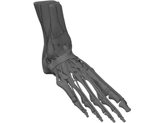 Human Leg 3D Model