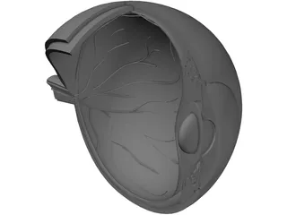 Human Eye Cross Section 3D Model