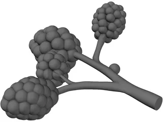 Alveoli 3D Model