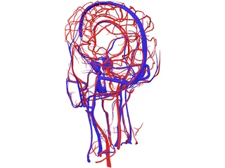 Systemic Circulation of Head 3D Model