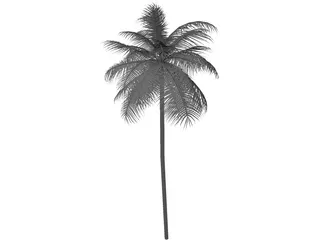 Palm Tree Caribean 3D Model