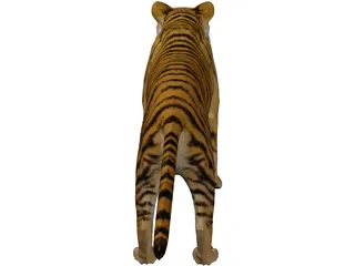 Bengal Tiger 3D Model