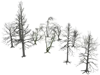 Dead Trees 3D Model