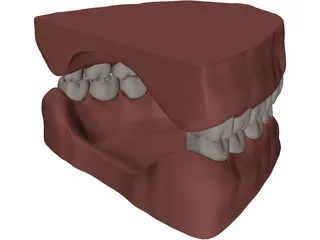 Teeth and Gums 3D Model