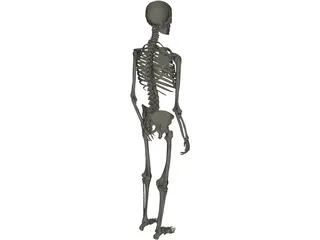 Skeleton Male 3D Model