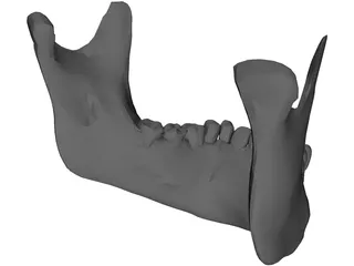 Jaw Lower 3D Model