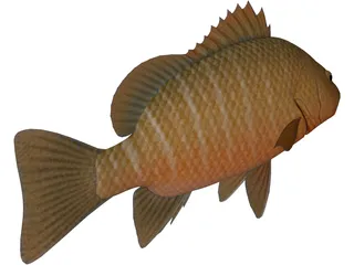 Mangrove Red Snapper 3D Model