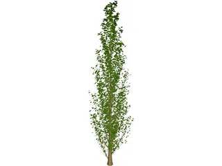 Lombardy Poplar (Populus Nigra) 3D Model