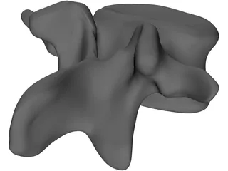 Vertebral Body 3D Model