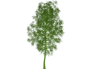 Birch Tree 3D Model