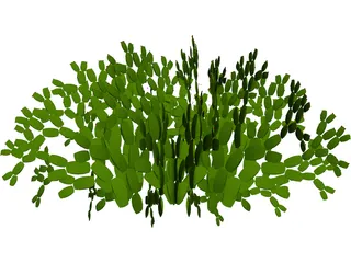 Opuntia 3D Model
