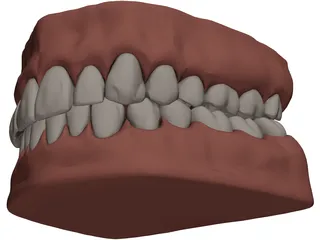 Teeth and Gums 3D Model