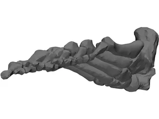 Foot Bone Right 3D Model