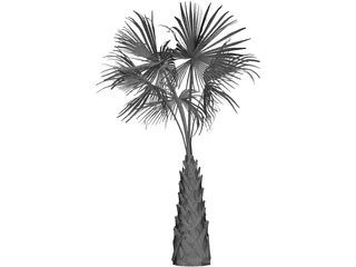 Sabal Palmetto Tree 3D Model