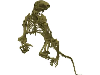 Skeleton Prehistoric 3D Model