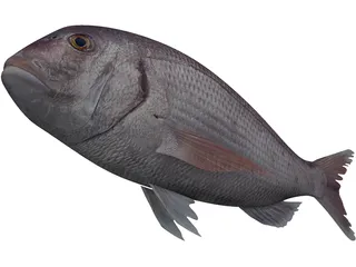 Black Sea Bass 3D Model