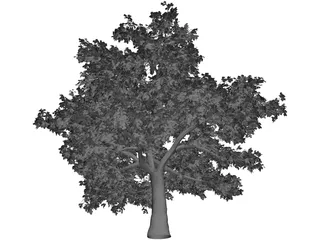 Quercus Tree 3D Model