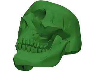 Skull 3D Model