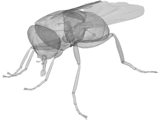 Fly 3D Model