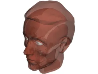 Face Muscles and Head 3D Model