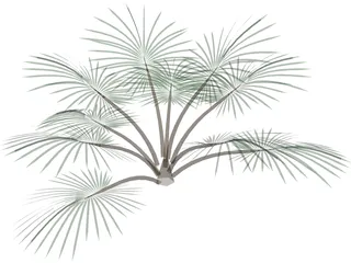 Palm Tree 3D Model