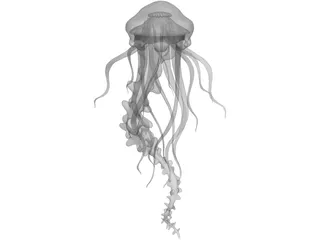 Jelly Fish 3D Model
